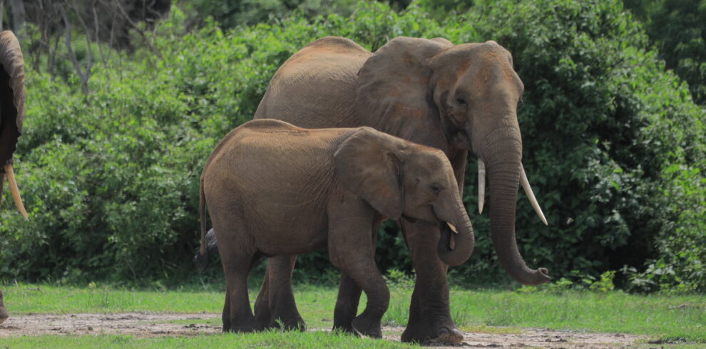 A closeup picture of elephants in Uganda