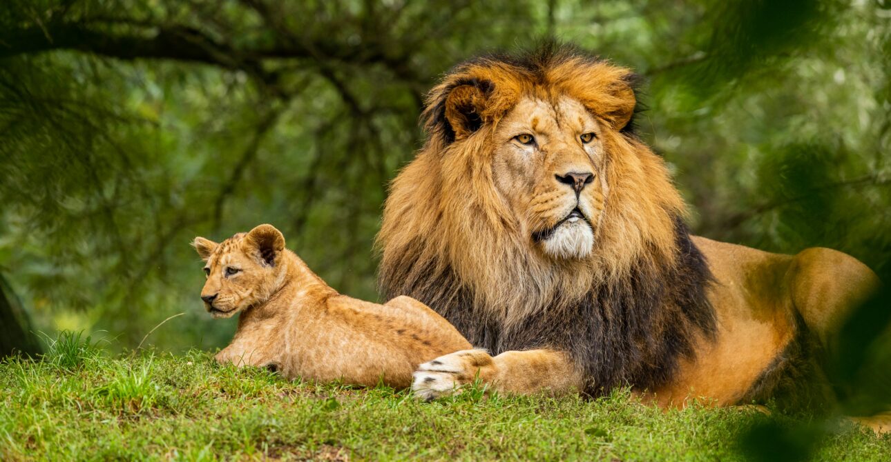 17-Day Primate and Luxury Retreat: Fly-In Primates and Wildlife Luxury Safari