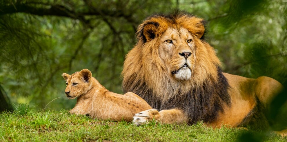 A closeup picture of a lion with its cub in the jungle in Uganda