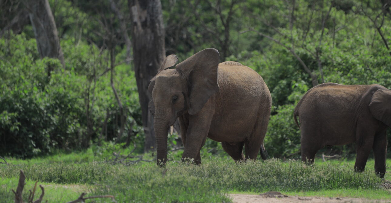 3-Day Maasai Mara Explorer: Wildlife Safari