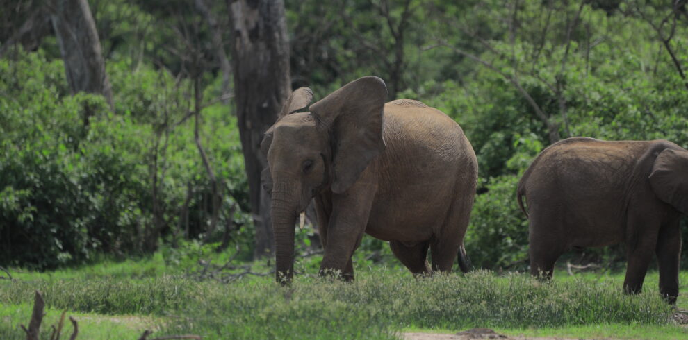 A picture of elephants in the Savanna