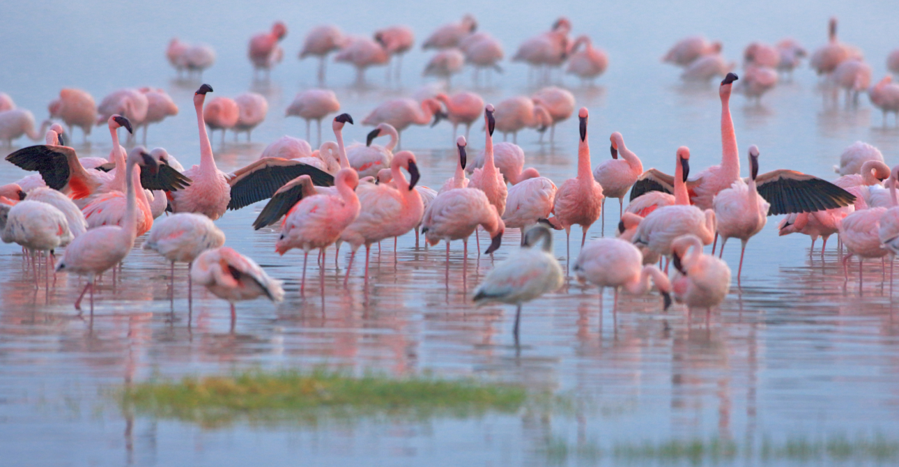 5-Day Amboseli & Nakuru Expedition: Amboseli-Lake Nakuru Wildlife Safari