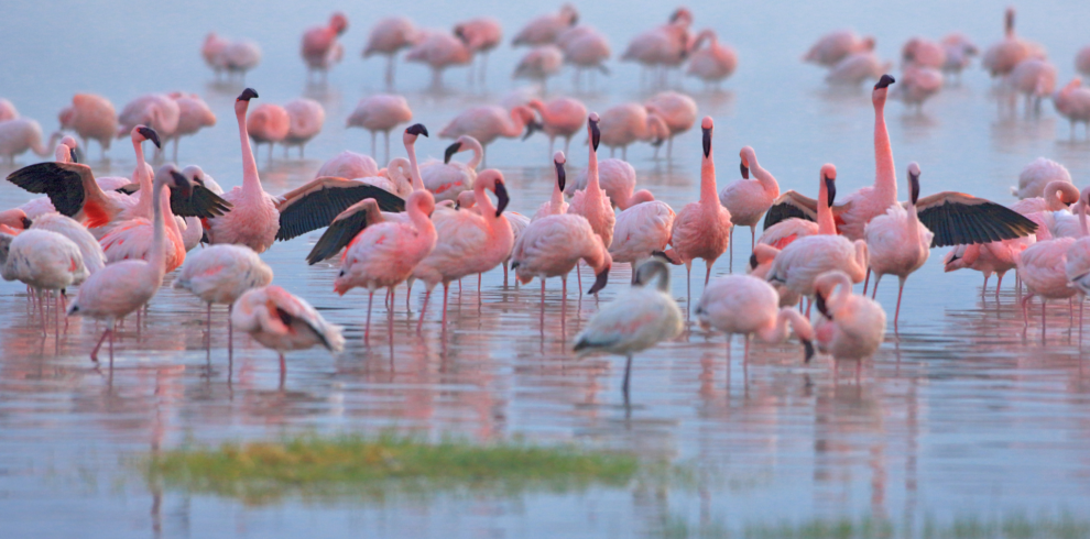 Amboseli-Lake Nakuru Wildlife Safari