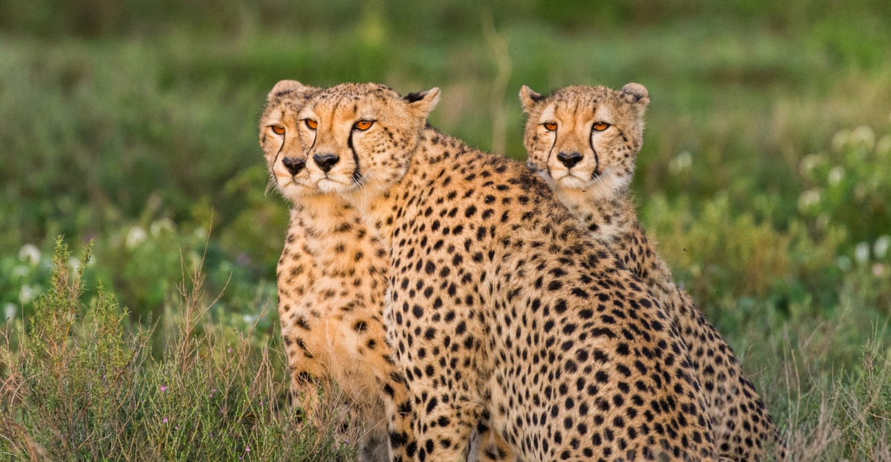 12-Day Heart of Kenya Expedition: Safari Journey