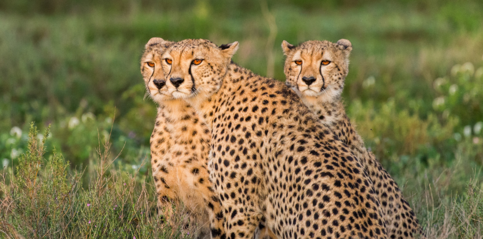 A picture of cheetahs in the Savanna in Kenya, Amboseli National Park, Maasai Mara, Lake Nakuru, Aberdare