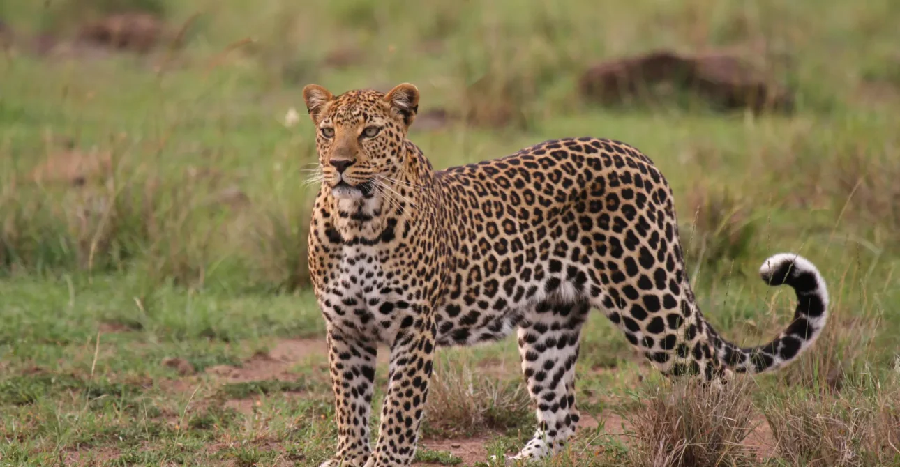 Beyond the Big Five: Uganda’s Unique Wildlife Encounters