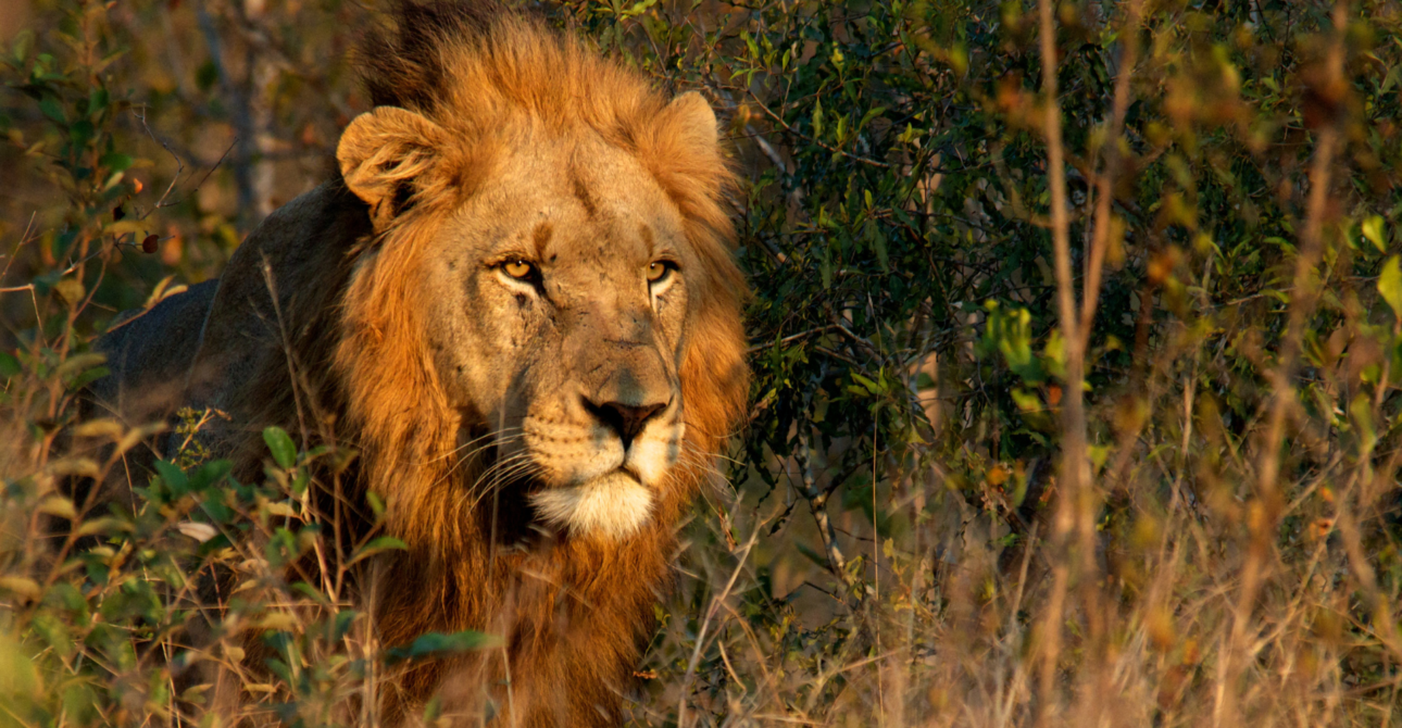 8-Day Big Cats Expedition: Adventure Safari