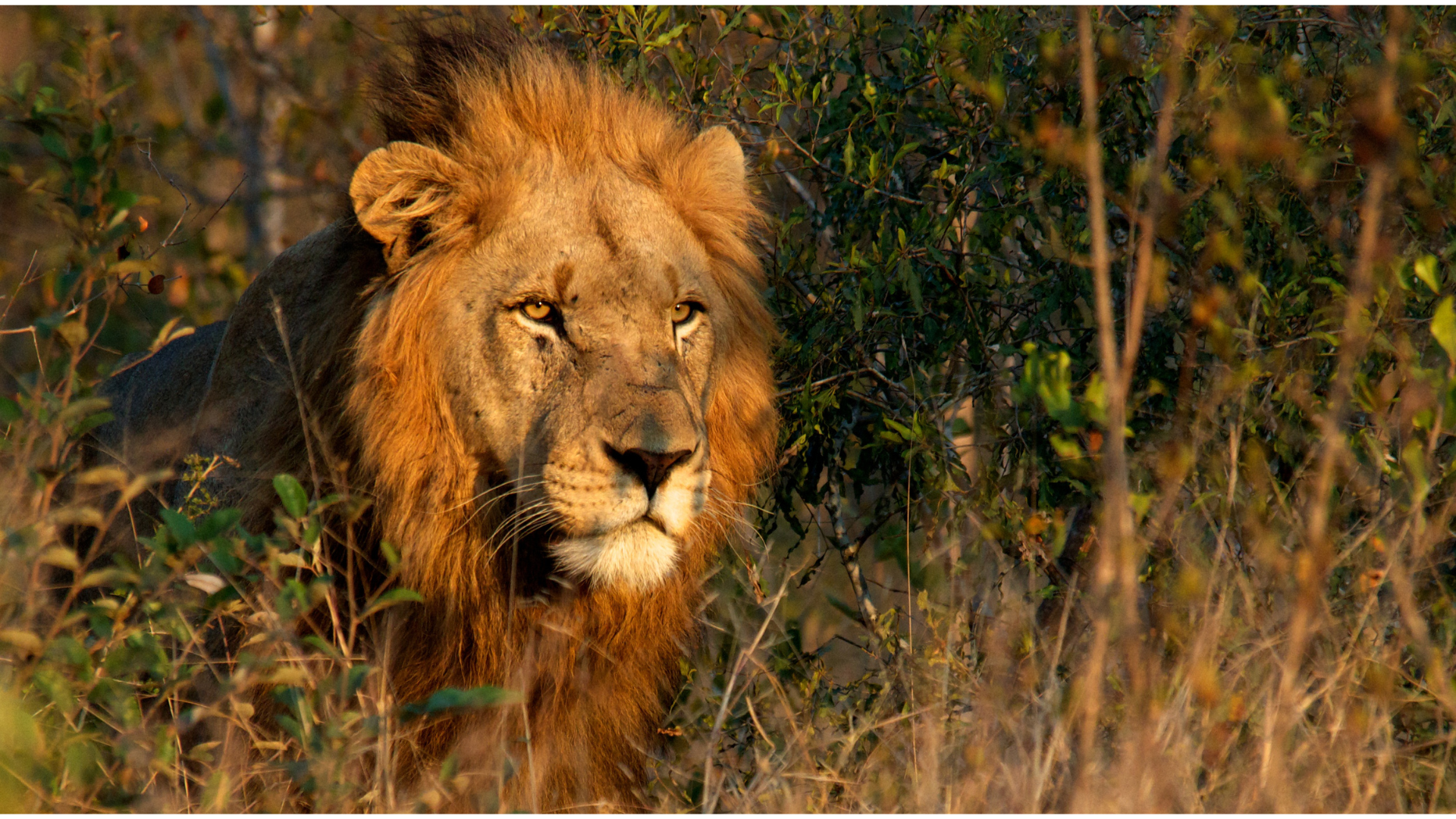Big Cats Expedition Adventure Safari, Serengeti, Tarangire Ngorongoro, Tanzania