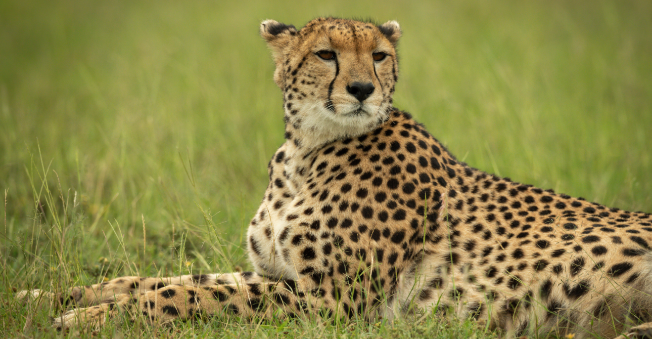 8-Day Rwanda Wildlife and Birding Adventure
