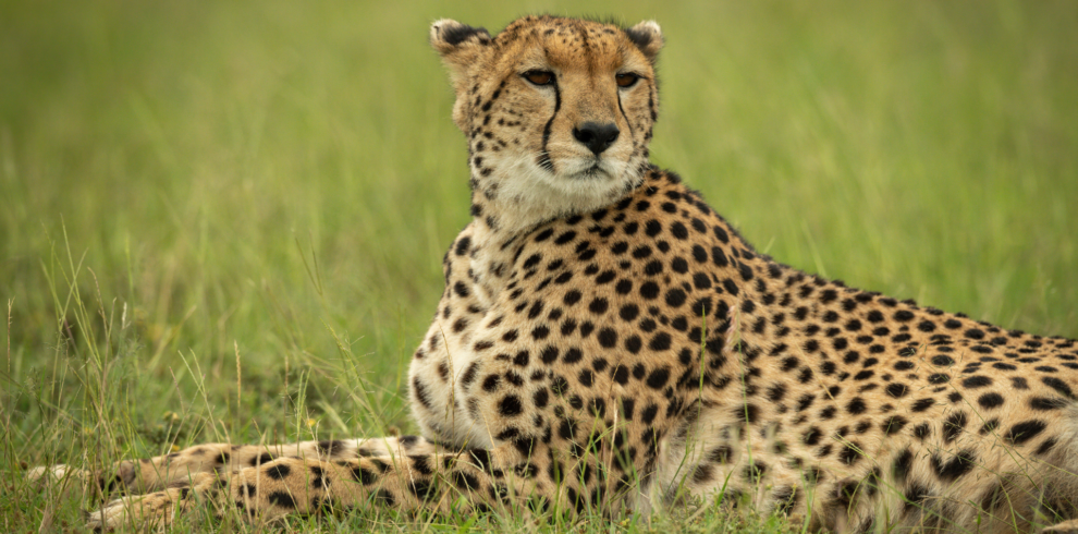 Cheetahs in Rwanda Savannah Akagera National Park