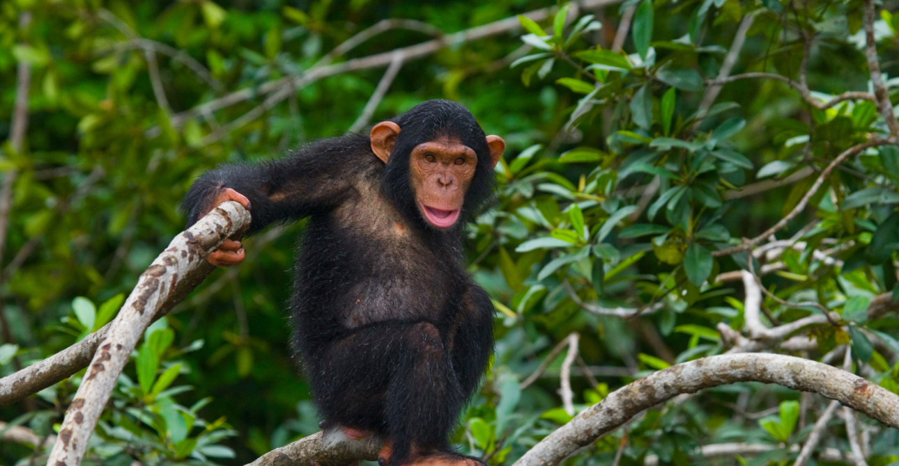 4-Day Chimpanzee Quest: Rwanda Chimpanzee Tracking