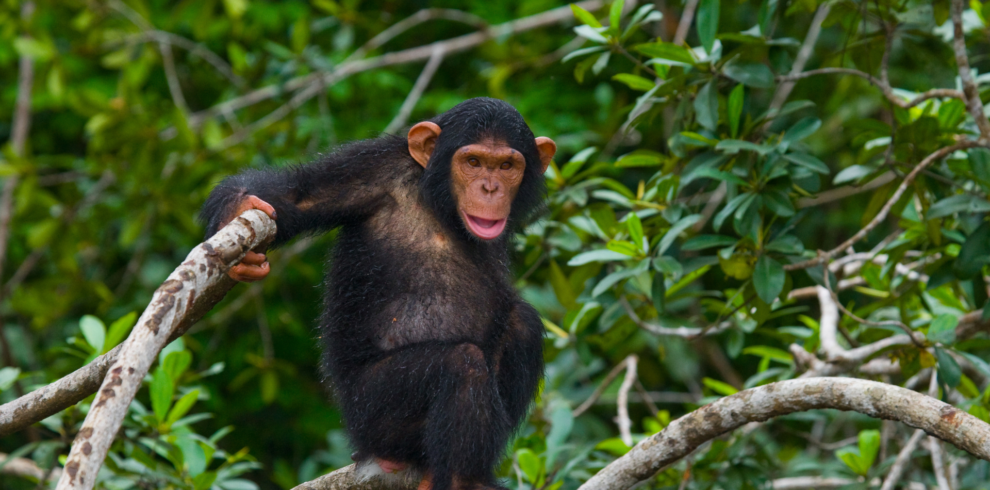 Chimpanzee Quest Safari, Nyungwe Forest National Park, Rwanda