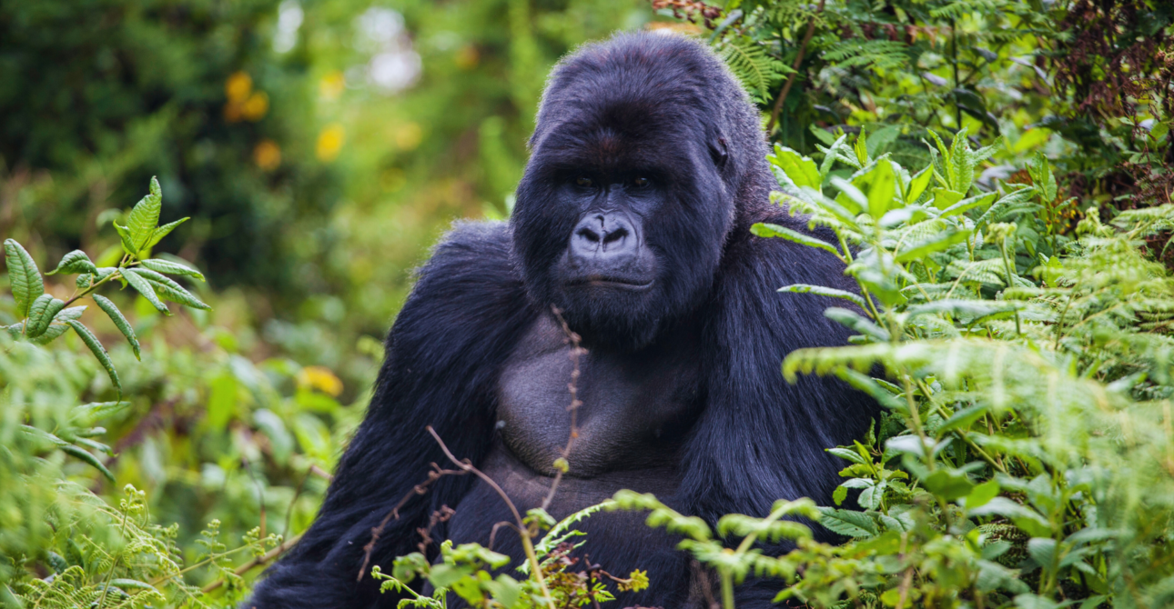 7-Day Chimpanzee and Gorilla Quest: Rwanda Chimps and Gorillas
