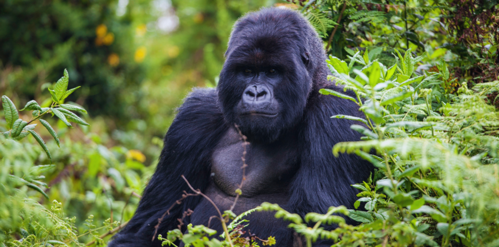 Chimpanzee and Gorilla Quest Rwanda, Nyungwe Forest National Park, Volcanoes National Park