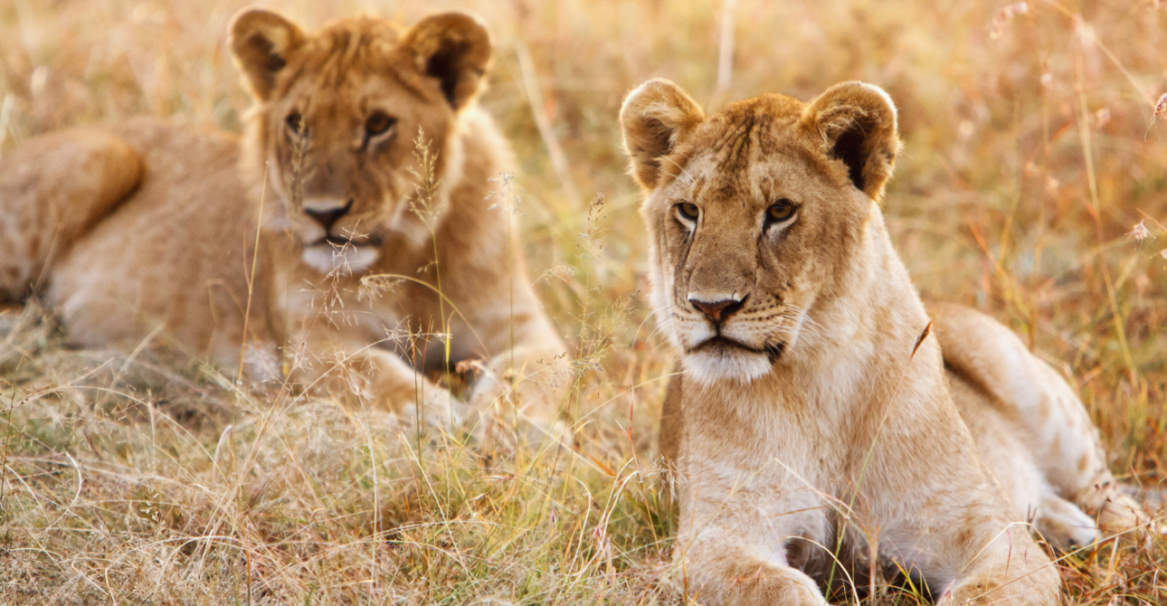  8-Day Rwanda and Uganda Adventure: Cross-Border Exploration