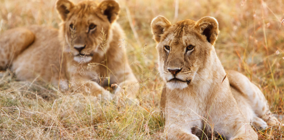 Cross Border Safari, Volcanoes National Park, Bwindi Impenetrable, Queen Elizabeth National Park, Rwanda, Uganda