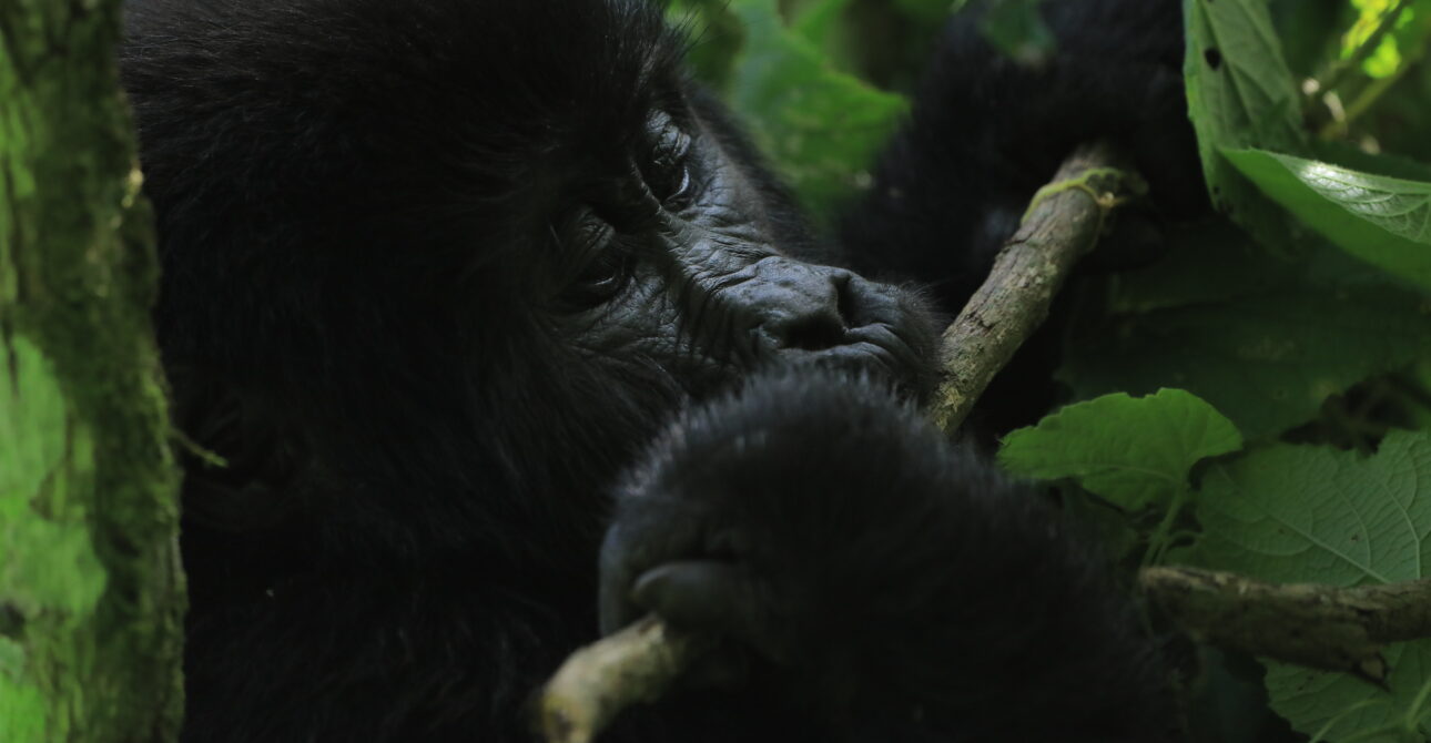 4-Day Double Gorilla Discovery: Rwanda Double Gorilla Trek