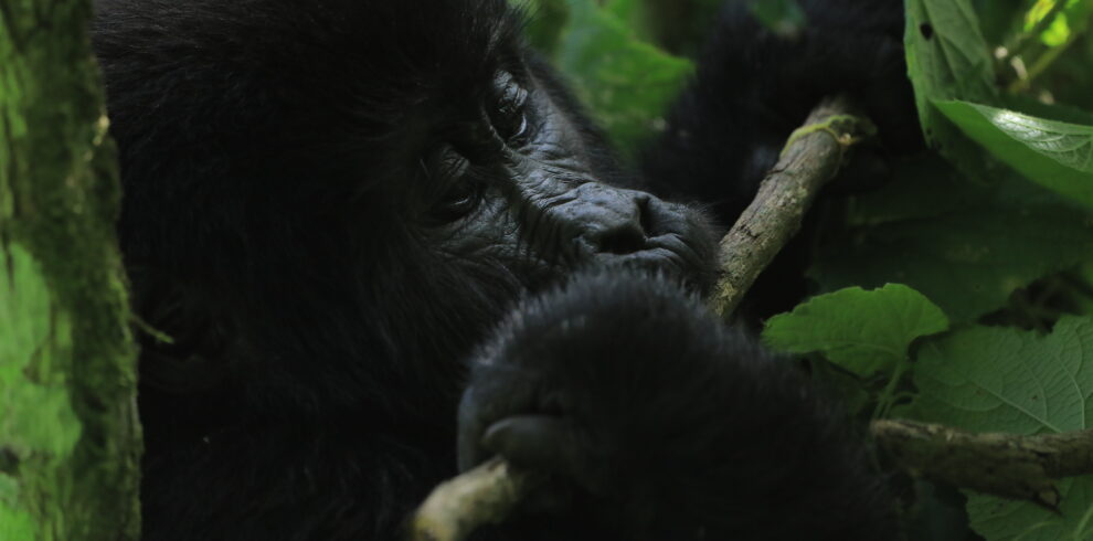 Double Gorilla Discovery Rwanda Gorilla Trek, Volcanoes National Park