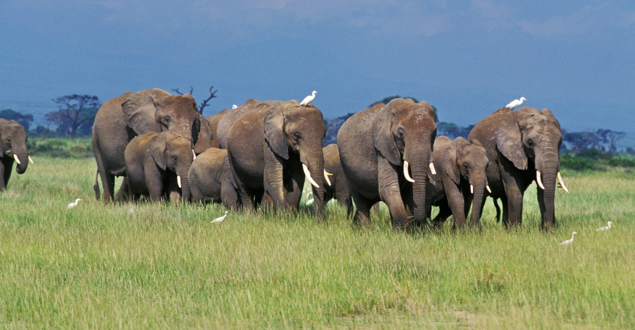 3-Day Mara Magic Journey: Masai Mara Wildlife Safari
