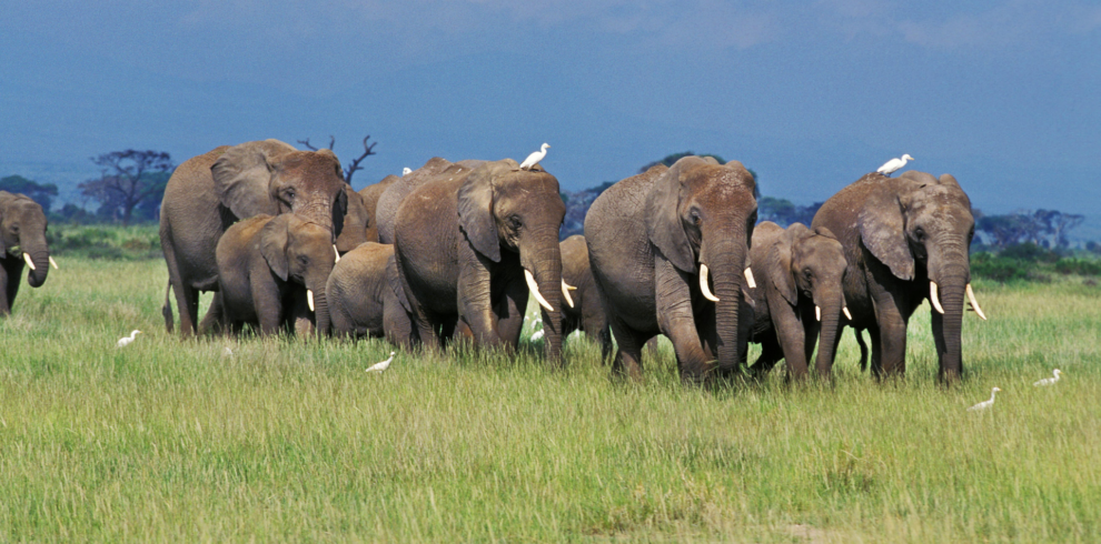 Elephants at Maasai Mara Kenya