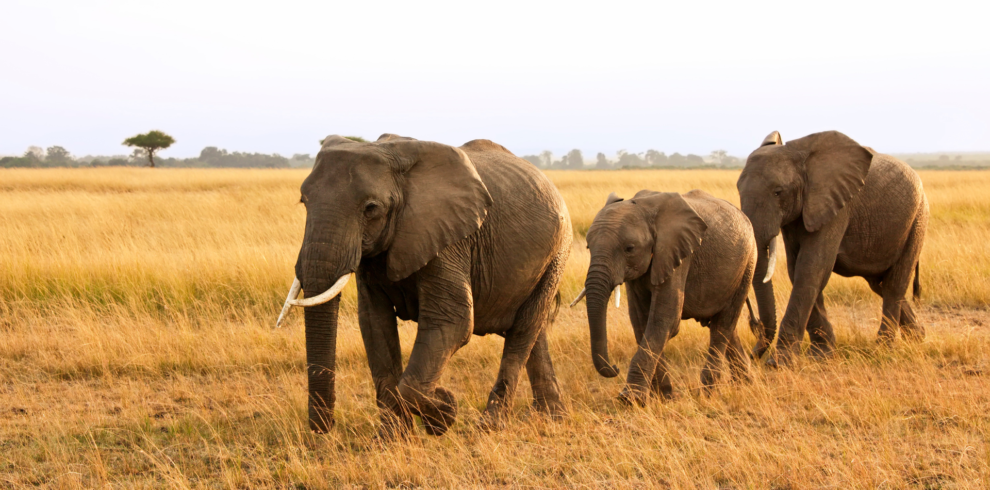 Elephants walking at Tarangire, Serengeti National Park, Tanzania