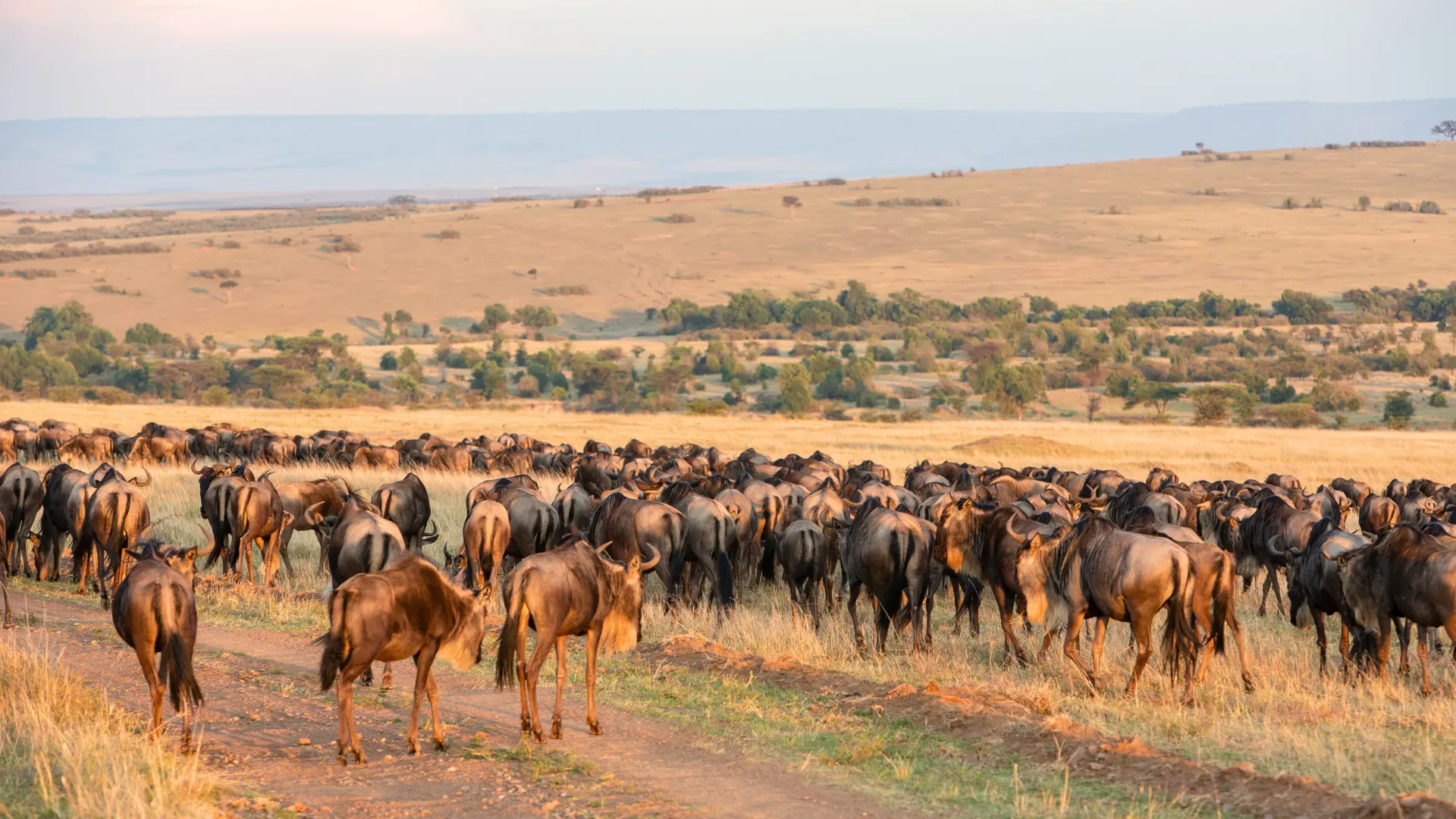 A picture of Kenya’s Iconic Maasai Mara National Reserve