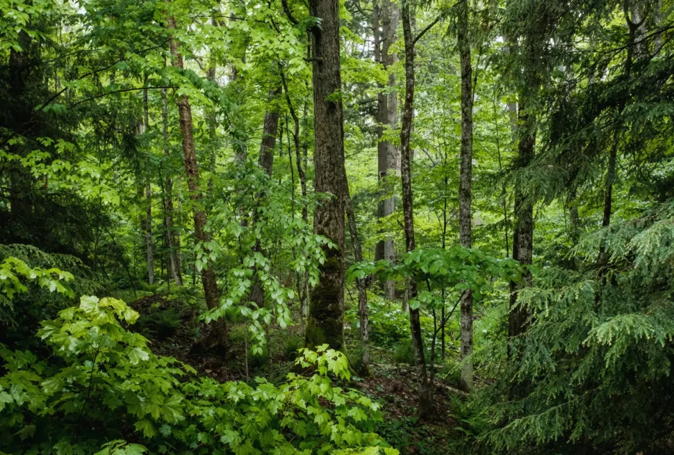 Exploring Rwanda’s Nyungwe Forest A Primate Paradise