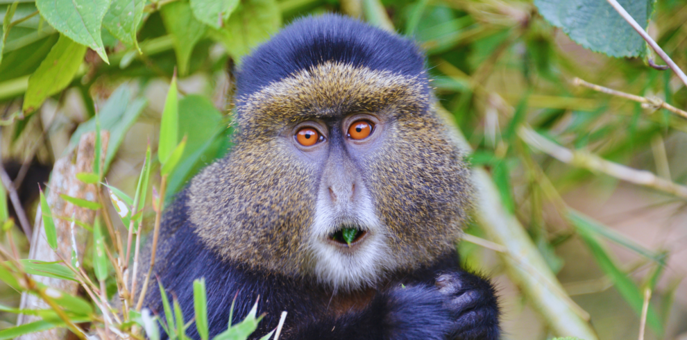 Golden monkey in the bamboo forest-Volcanoes National Park Rwanda