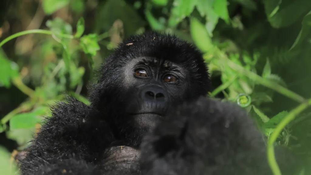 Gorilla Trekking in Rwanda A Once-in-a-Lifetime Experience