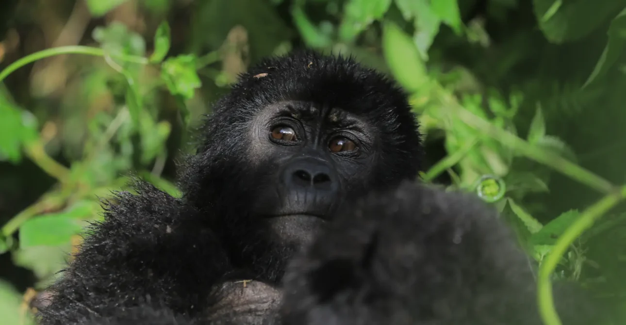 Gorilla Trekking in Rwanda: A Once-in-a-Lifetime Experience