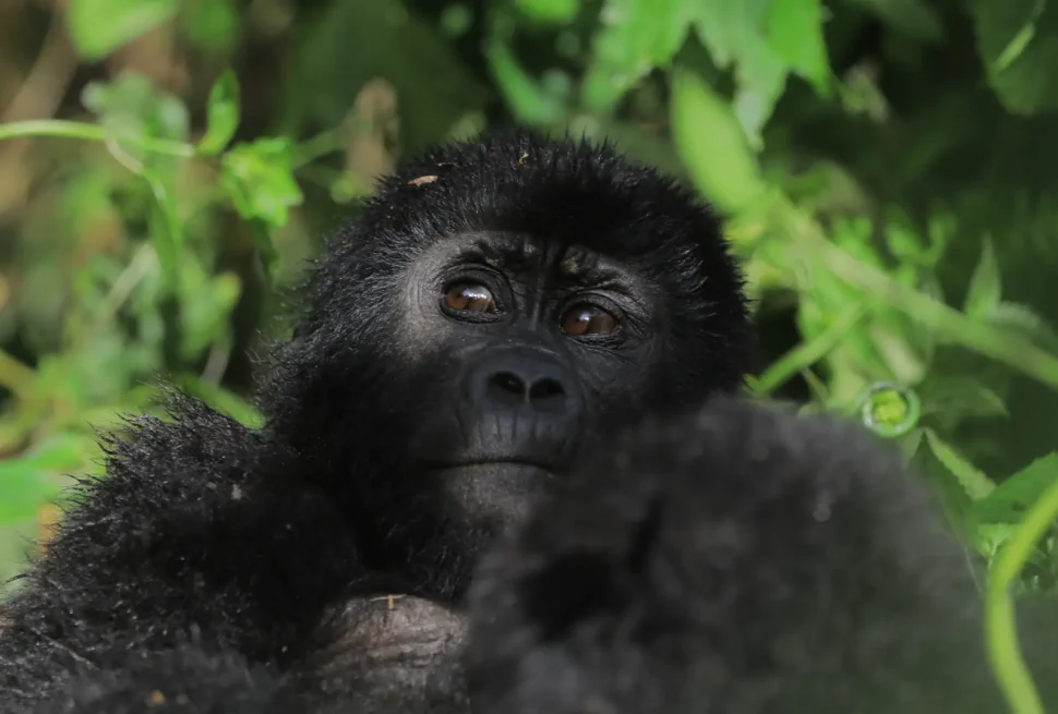 Gorilla Trekking in Rwanda A Once-in-a-Lifetime Experience