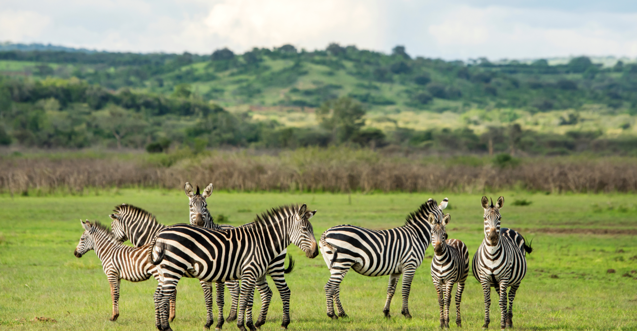 6-Day Rwanda Culture and Wildlife Retreat: Exploration