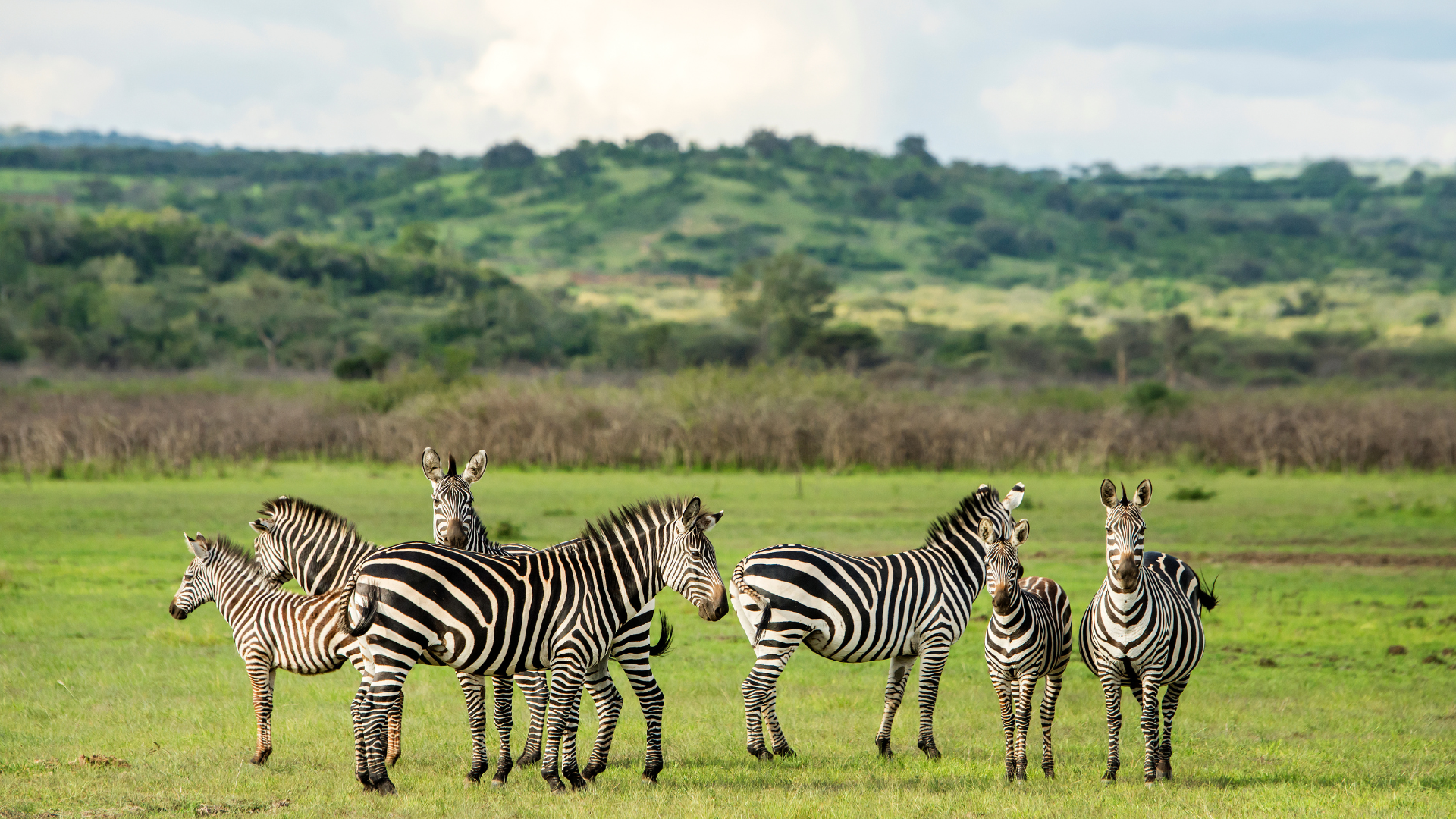 Gorilla and Savannah Safari, Akagera National Park, Rwanda