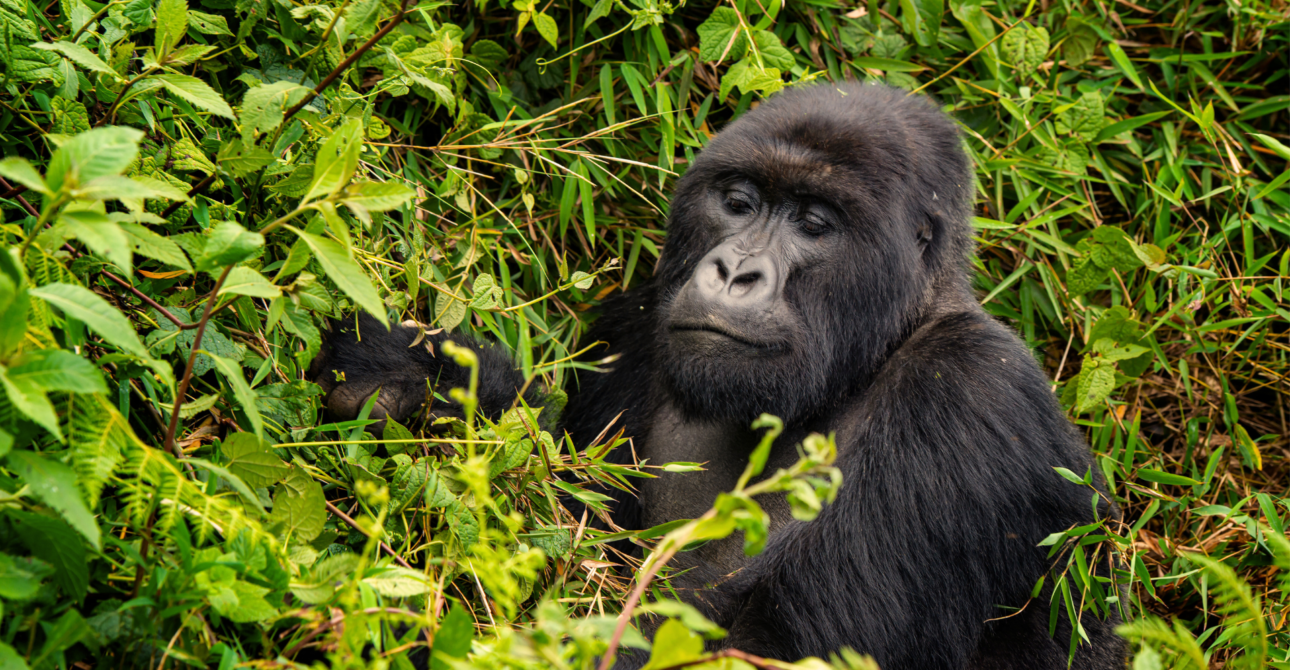 3-Day Primates and Peaks Discovery: Rwanda Gorillas and Golden Monkey Trek