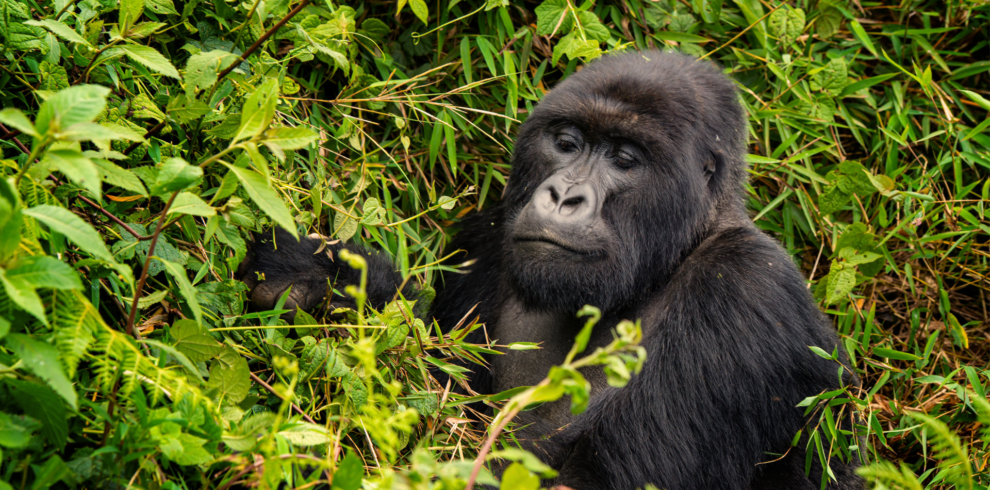 Gorilla trekking at Volcanoes National Park-Rwanda