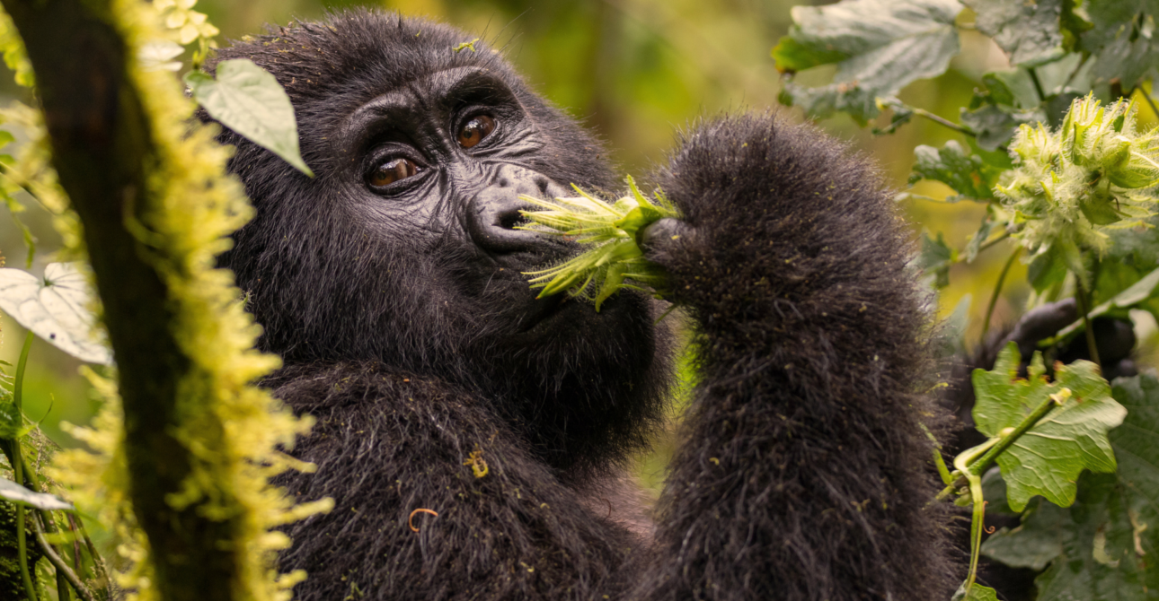 2-Day Gorilla Encounter Escape: Rwanda Gorilla Trekking Safari