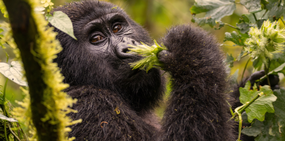 Gorillas-at-Volcanoes-National-Park-Rwanda