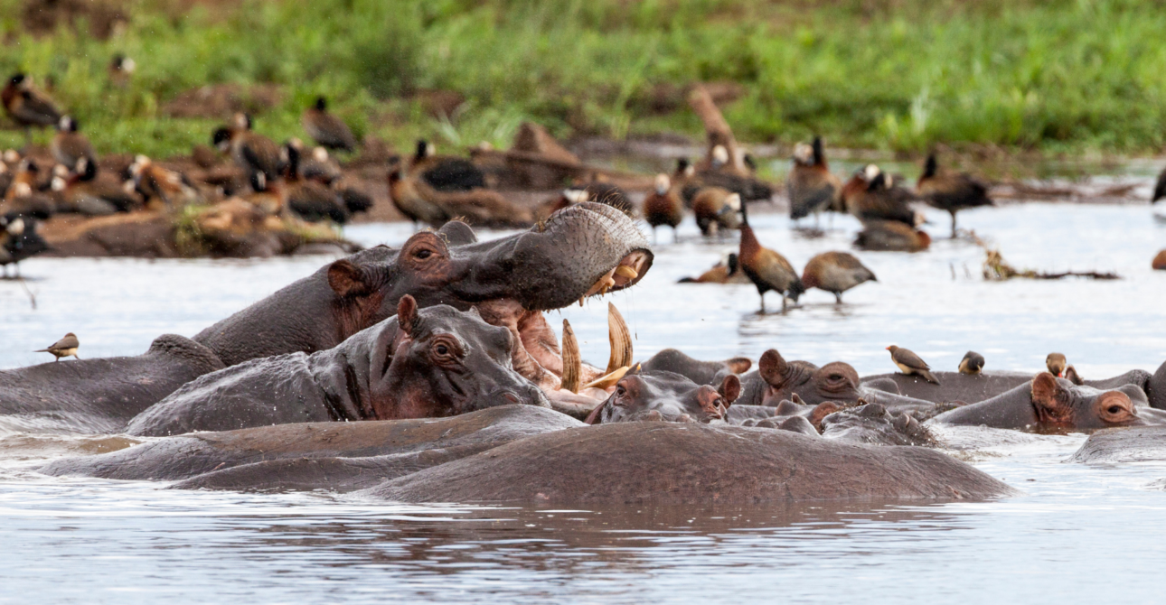 5-Day Migration Explorer Safari: Exploring Tanzania’s Wildlife