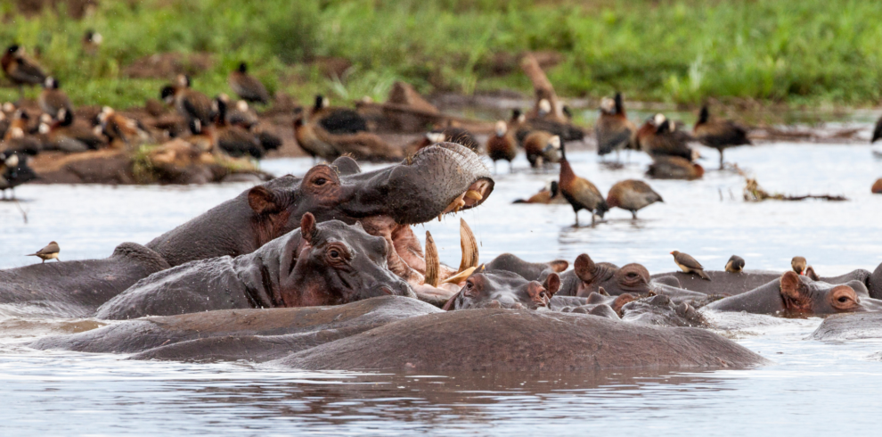 Hippos at Lake Manyara National Park, Tanzania