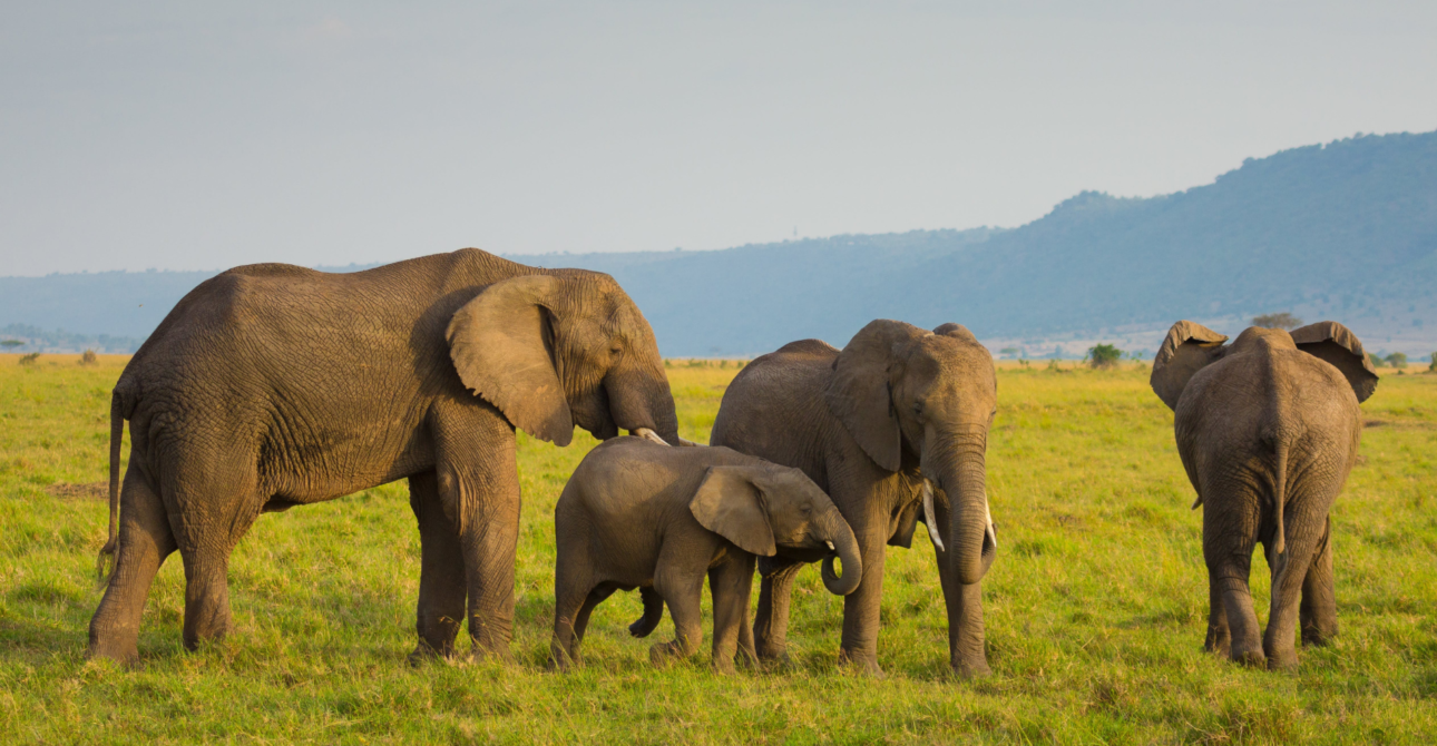 6-Day Kenya’s Big Five Quest: Private Big Five Safari