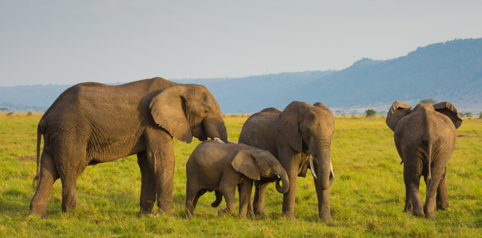 Kenya's Big Five Safari