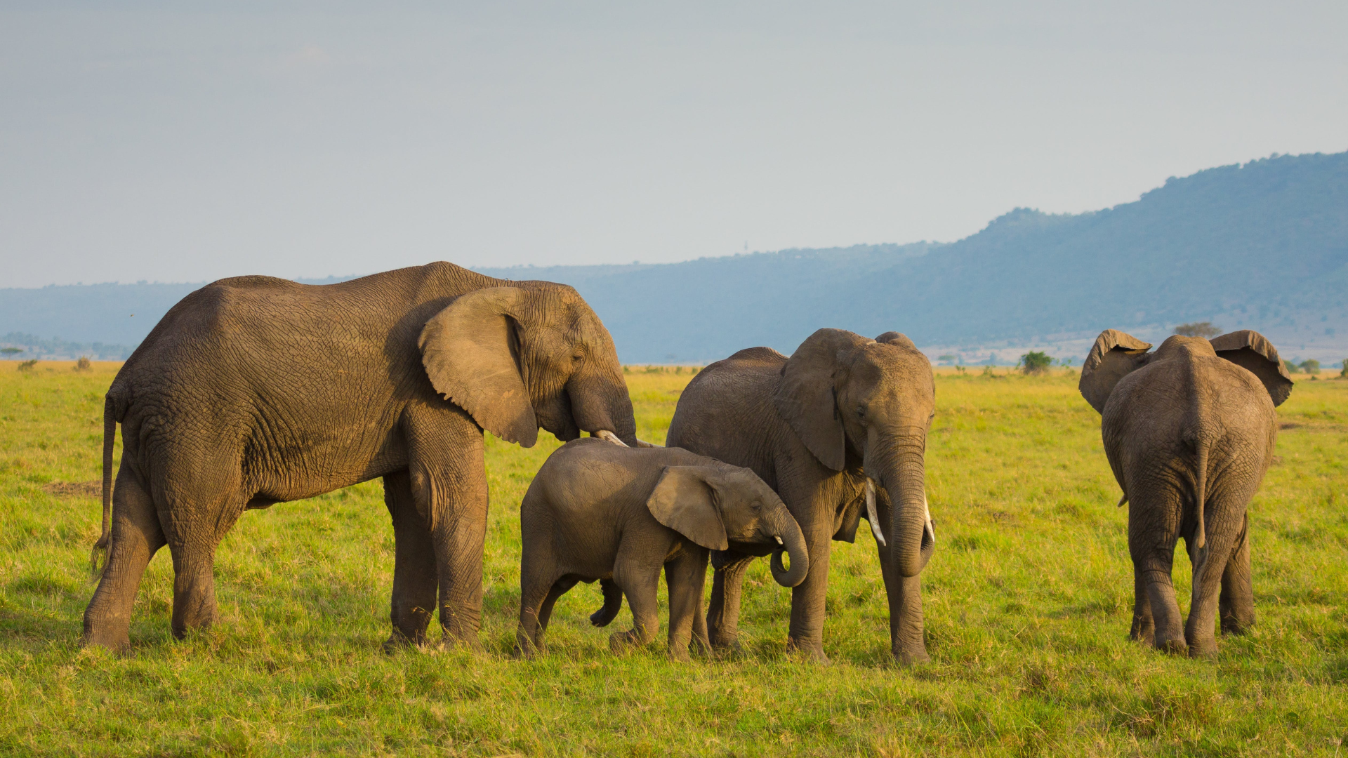 Kenya's Big Five Safari