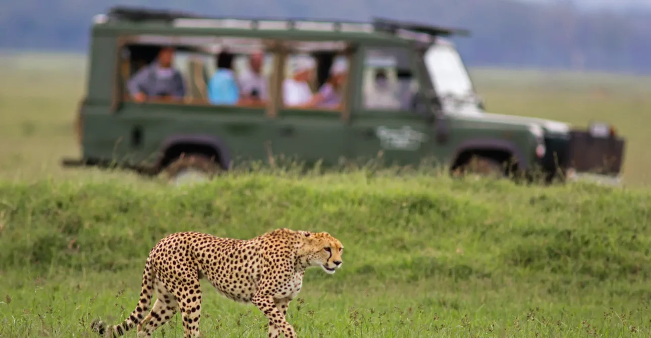 Kenya’s Conservation Success Stories: Protecting Wildlife for Future Generations