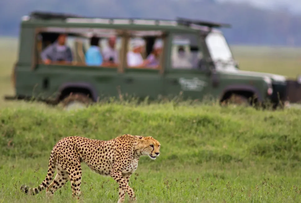 Tourists watching a cheetah. Kenya’s Conservation Success Stories Protecting Wildlife for Future Generations