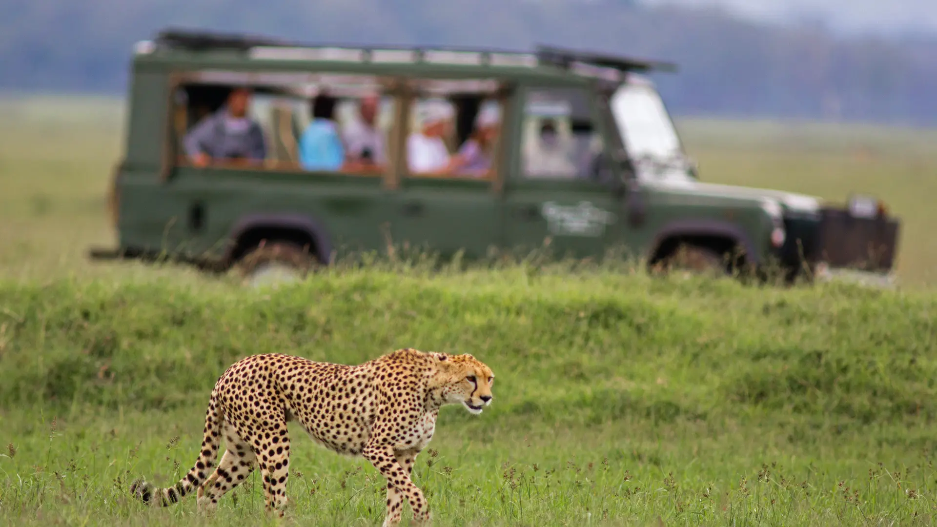 Tourists watching a cheetah. Kenya’s Conservation Success Stories Protecting Wildlife for Future Generations