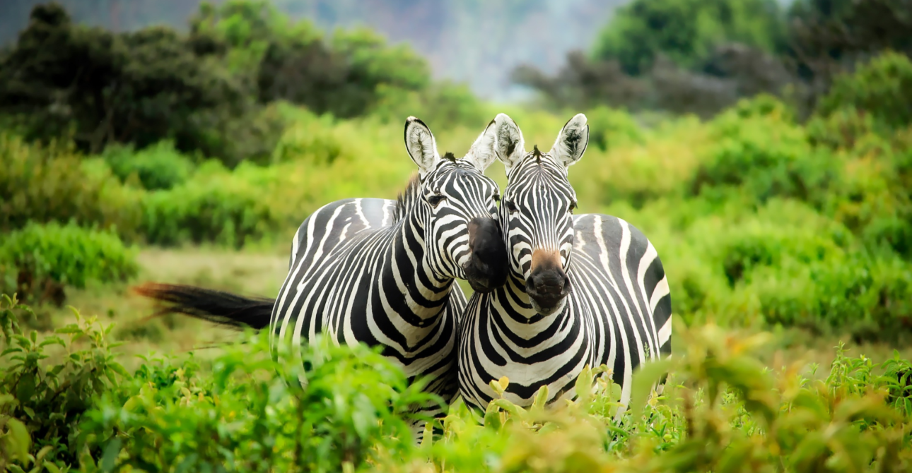 9-Day Semi-Luxury Adventure: Exhilarating Safari