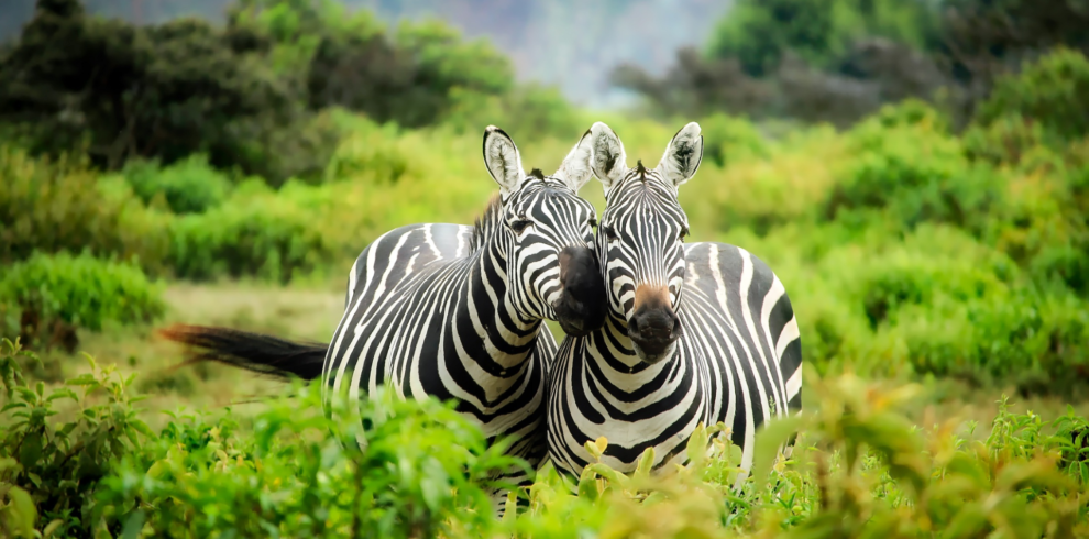 Maasai Mara-Lake Nakuru, Ol Pejeta, Samburu, Wildlife Safari