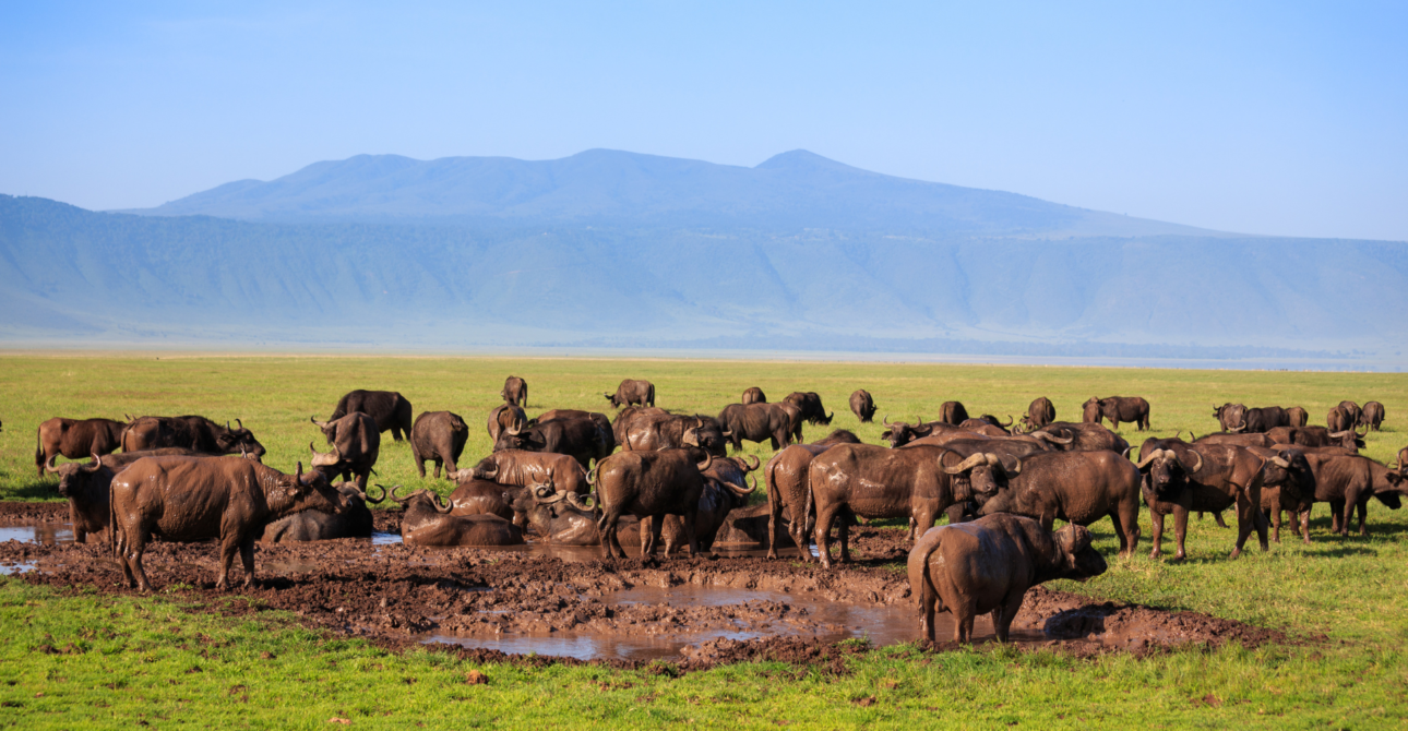 7-Day Serengeti Highlights Safari: Serengeti, Ngorongoro, and Lake Manyara Expedition