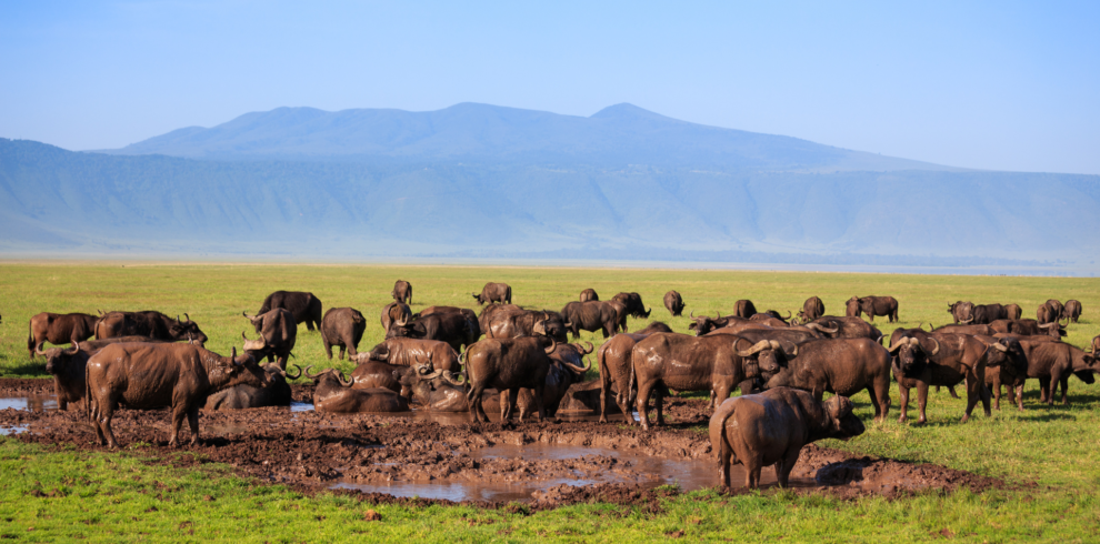 Serengeti Highlights Safari Serengeti, Ngorongoro, and Lake Manyara Expedition, Tanzania