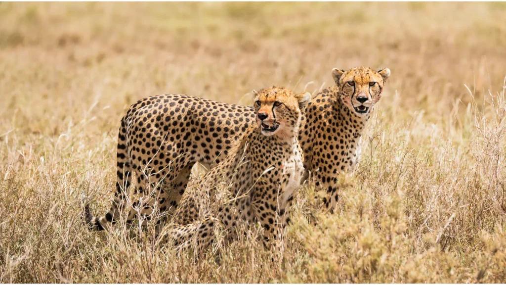 Serengeti National Park The Ultimate Safari Destination